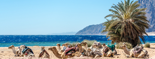 LISA-Sprachreisen-Erwachsene-Arabisch-Aegypten-Dahab-Meer-Rot-Strand-Kamele-Palmen