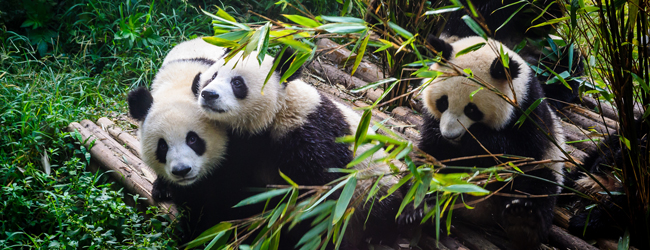 LISA-Sprachreisen-Erwachsene-Chinesisch-China-Chengdu-Panda-Baeren-Zucht-Beobachtung
