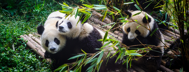 LISA-Sprachreisen-Erwachsene-Chinesisch-China-Chengdu-Panda-Baeren-Zucht-Beobachtung LISA-Sprachreisen-Erwachsene-Chinesisch-China-Chengdu-Panda-Baeren-Zucht-Beobachtung