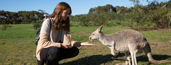 LISA-Sprachreisen-Erwachsene-Englisch-Australien-Adelaide-Ausflug-Kaengoroo-Streicheln-Fuettern