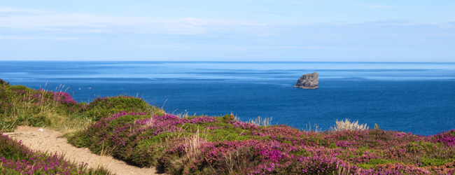 LISA-Sprachreisen-Erwachsene-Englisch-England-Cornwall-St-Agnes-Blick-Meer-Blumen