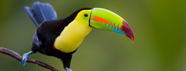 LISA-Sprachreisen-Erwachsene-Spanisch-Panama-Natur-Vogel-Toucan-Farbe