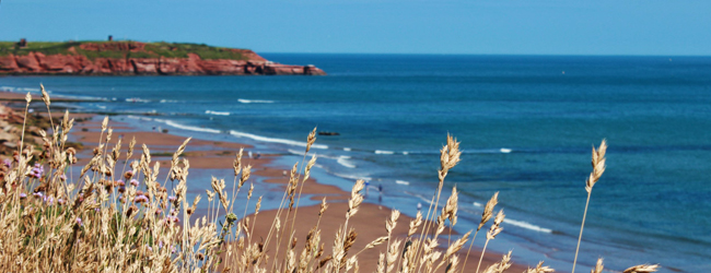 LISA-Sprachreisen-Schueler-Englisch-England-Exmouth-Kueste-Strand-Felsen-Blumen